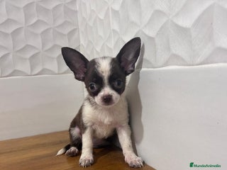 Chihuahua perros Chihuahuas - Anuncio 1