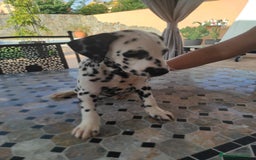Dálmata perros en venta: Dálmata !! - Imagen 1