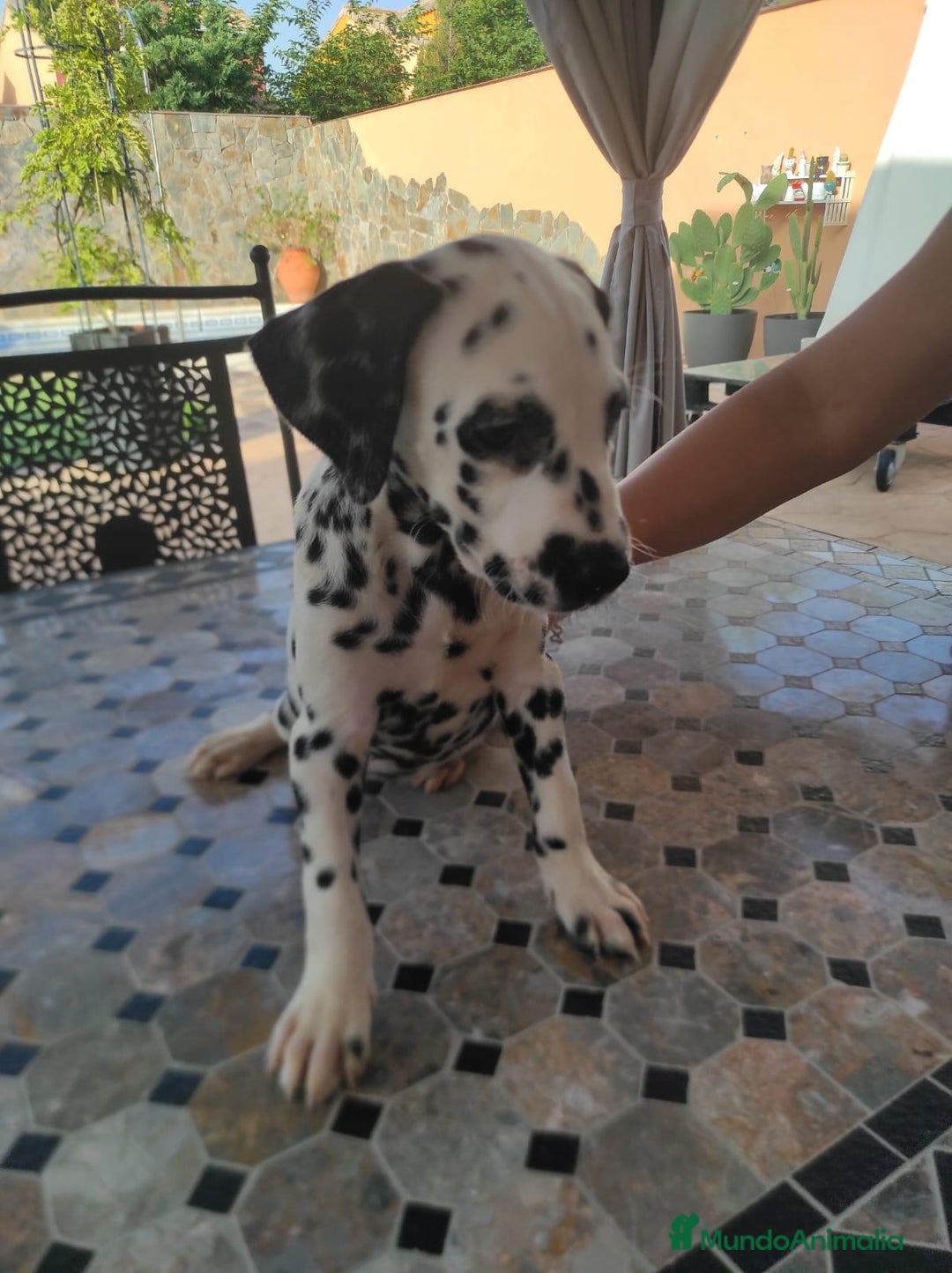 Dálmata perros en venta: Dálmata !! - Imagen 1