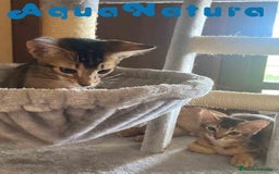 Abisinio gatos en venta: Camada Abisinio de Santa AQUANATURA - Imagen 7