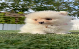 Pomerania perros en venta: POMERANIA HEMBRA - Imagen 18