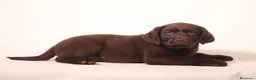 Labrador Retriever perros en venta: Cachorr@s de labrador chocolate en Madrid - Anuncio 5