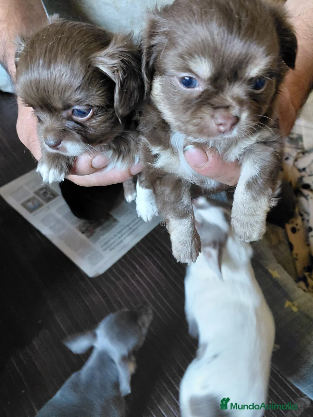 Chihuahua perros en venta: Chihuahuas chocolate de pelo largo🐶🐾🔥 - Anuncio 2
