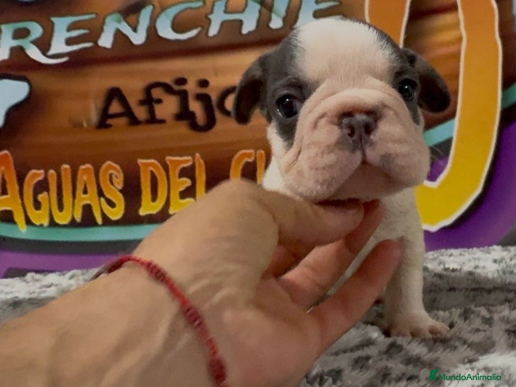 Bulldog Francés perros cachorrito de bulldog frances - Anuncio 5