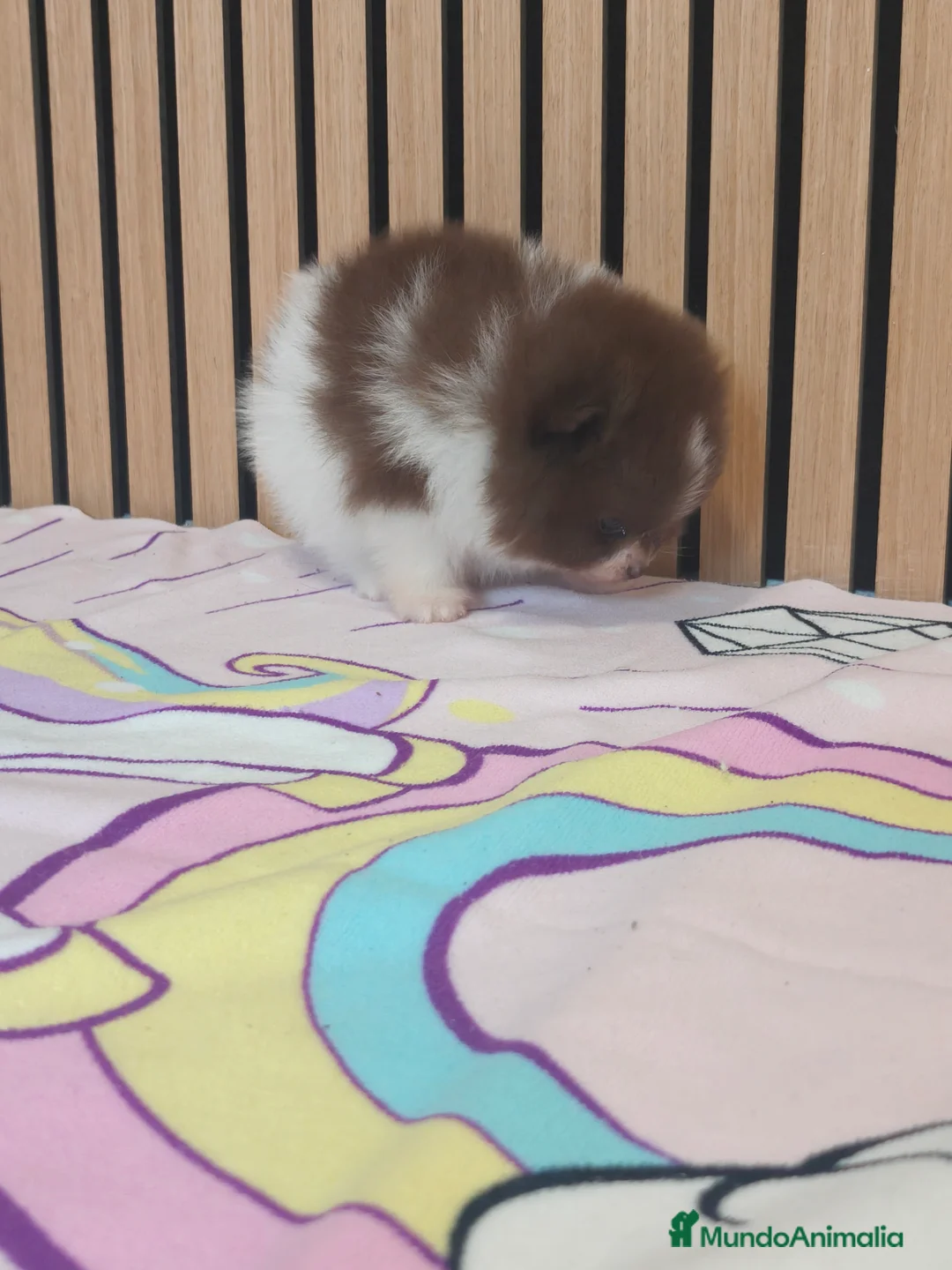 Pomerania perros en venta: Pomerania TOY Party ♀️♂️ - Anuncio 12