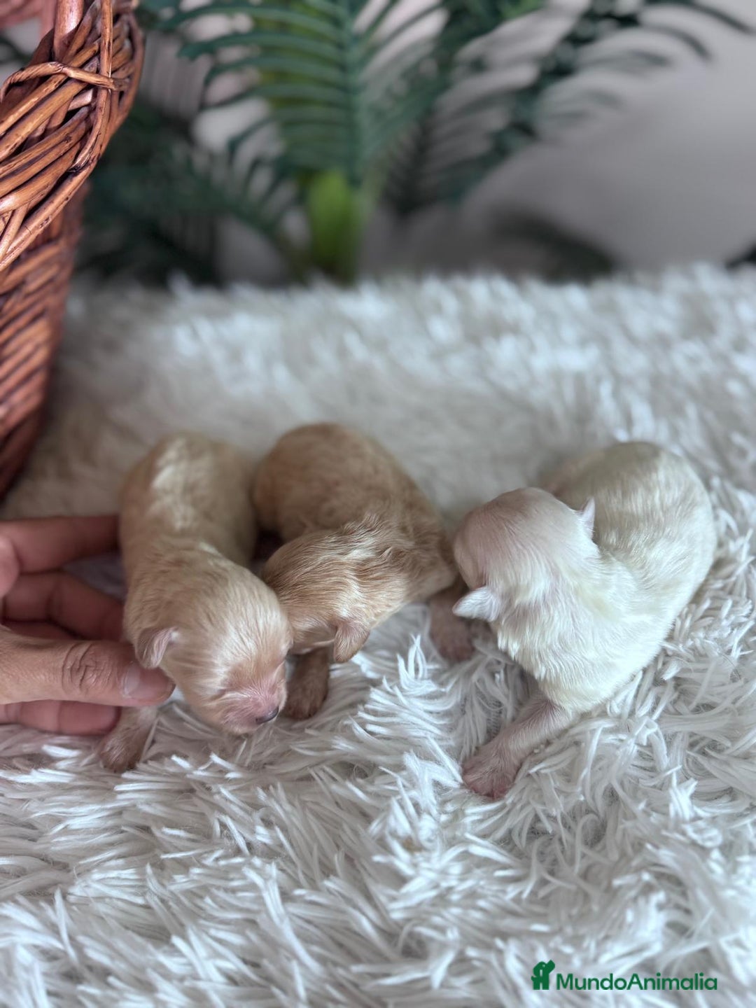 Maltipoo perros en venta: MALTIPOO - Anuncio 7