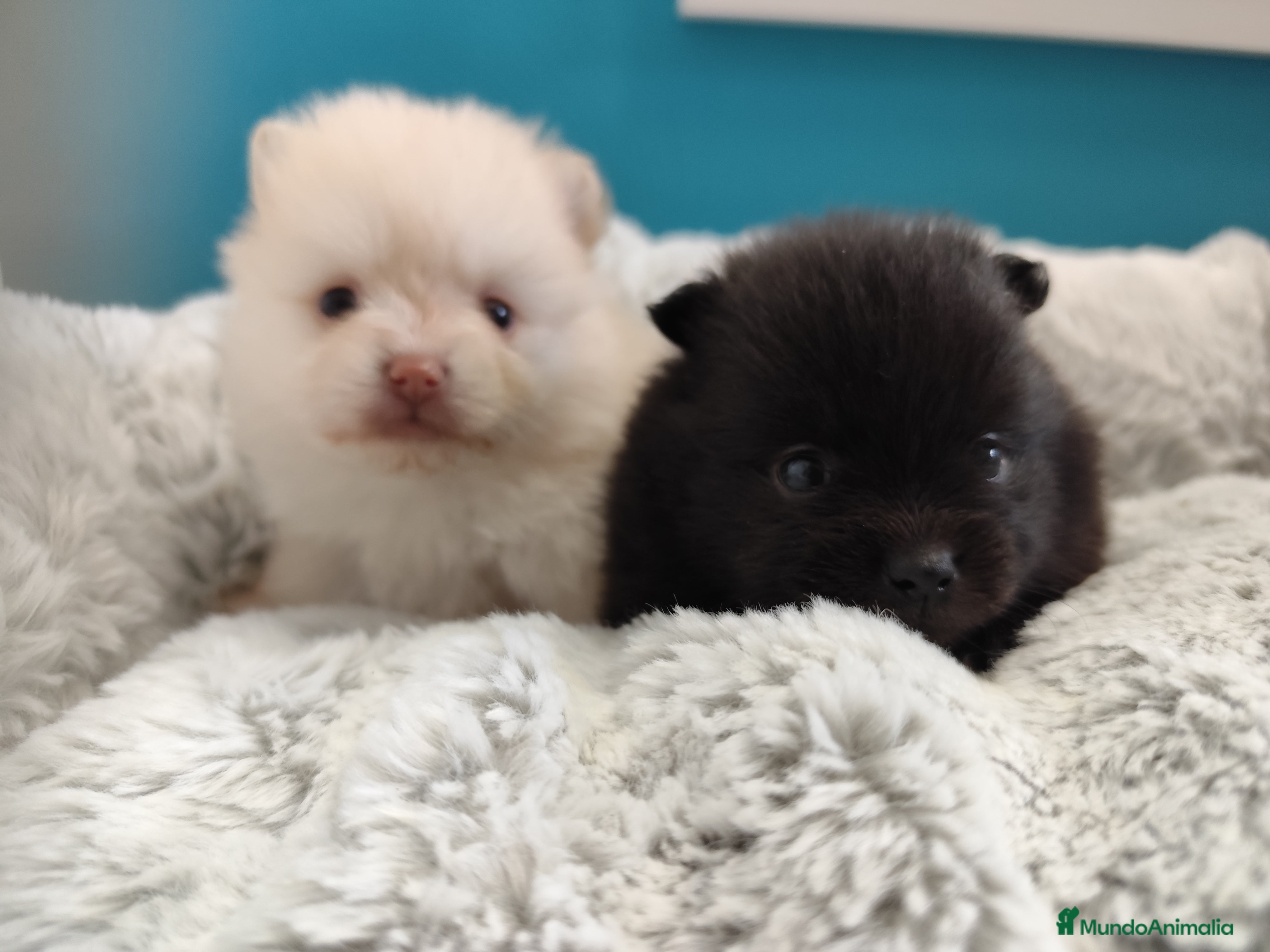 Pomerania perros Pomerania  - Anuncio 1