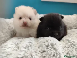 Pomerania perros Pomerania - Anuncio 1