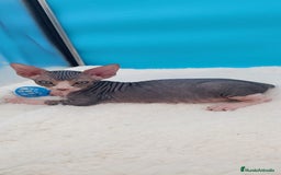 Sphynx gatos en venta: Bonito machito tabby  - Imagen 2