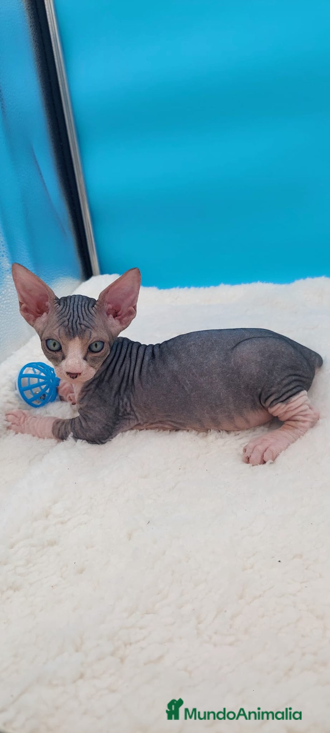 Sphynx gatos en venta: Bonito machito tabby  - Imagen 2