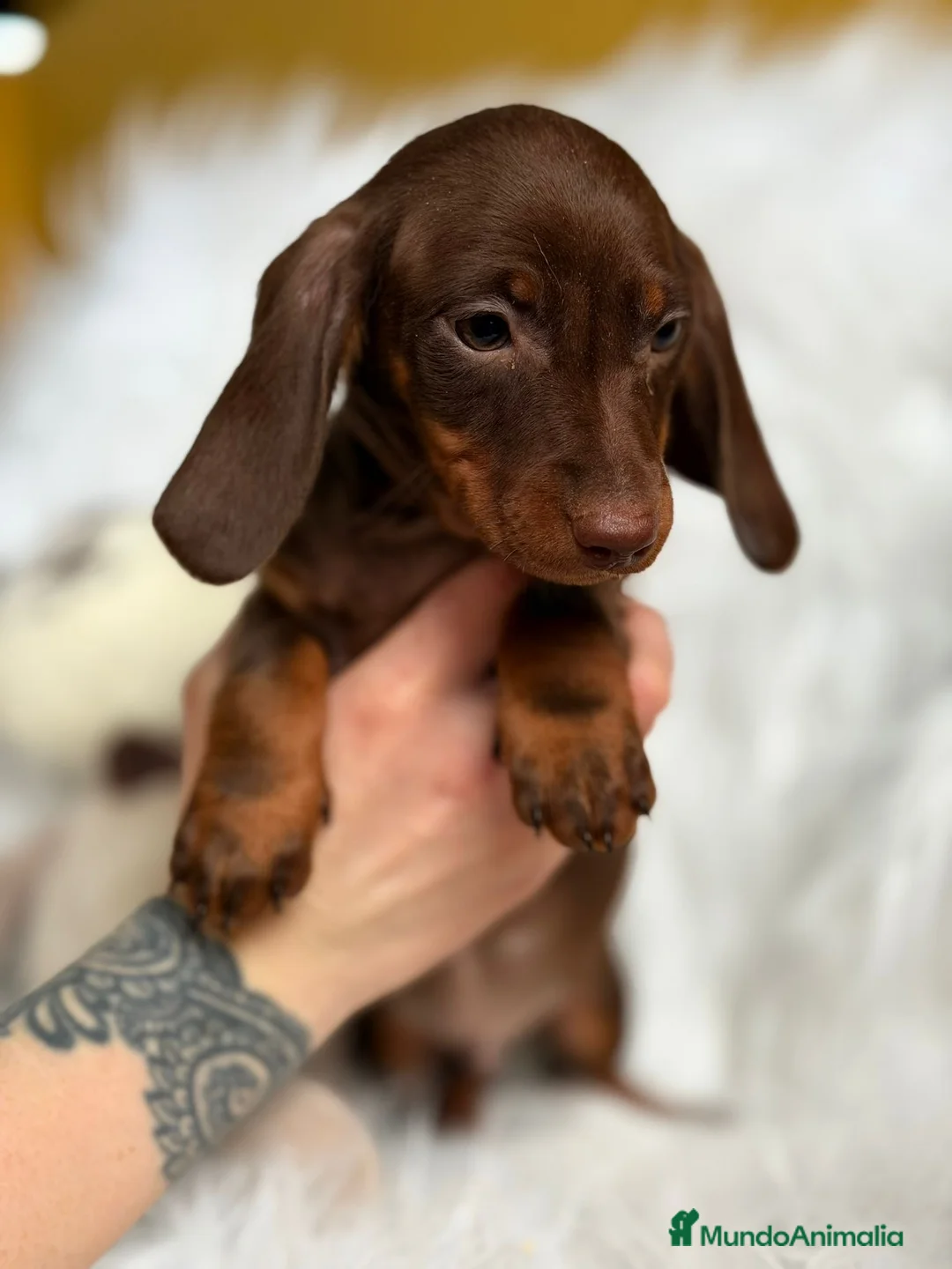 Teckel Miniatura perros en venta: CAMADA DE TECKEL MINIATURA - Anuncio 1