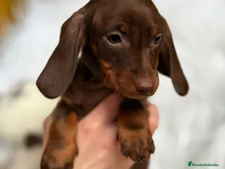 Teckel Miniatura perros CAMADA DE TECKEL MINIATURA - Anuncio 3