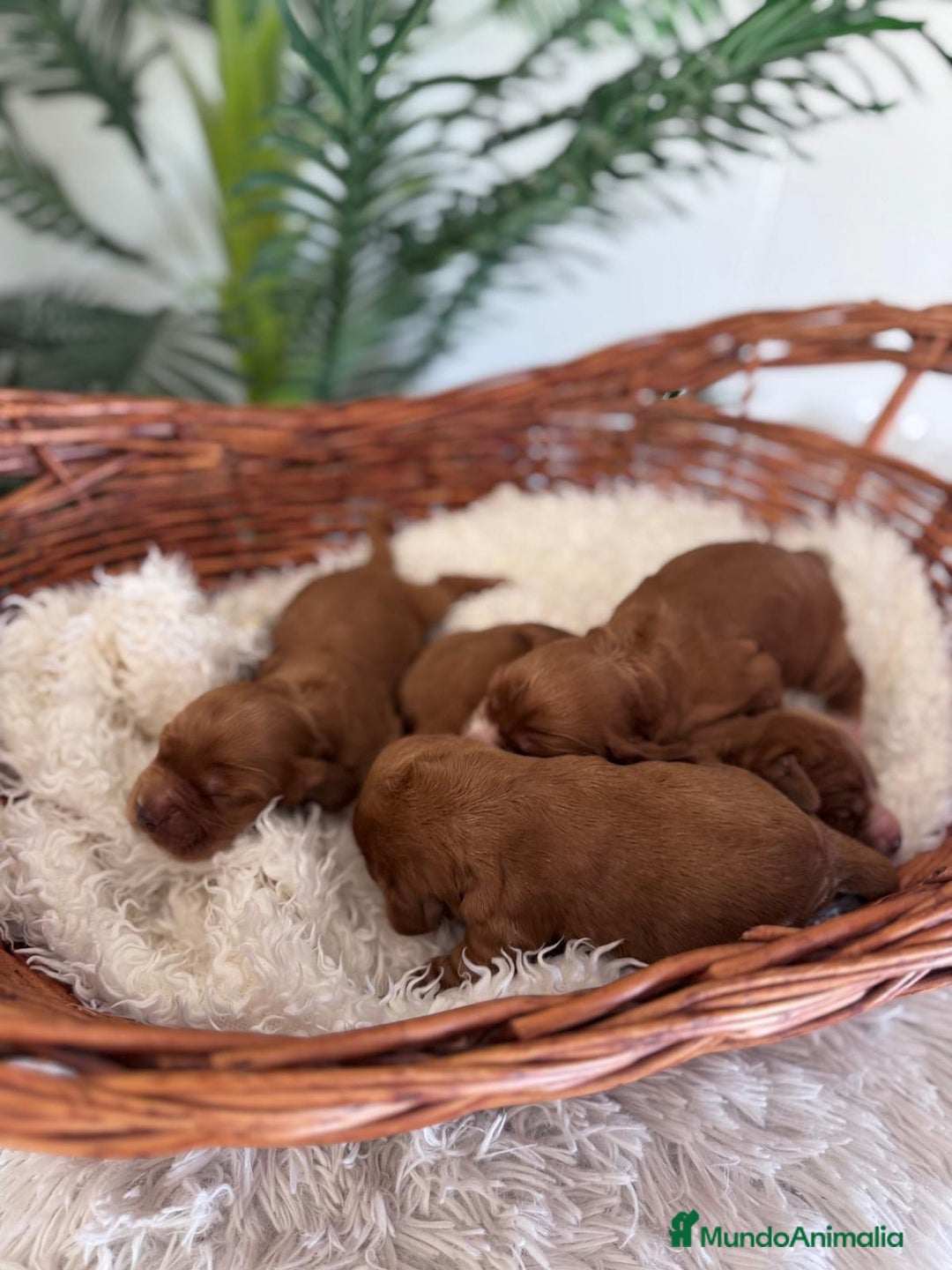 Cocker Spaniel Inglés perros en venta: COCKER SPANIEL INGLÉS - Imagen 7