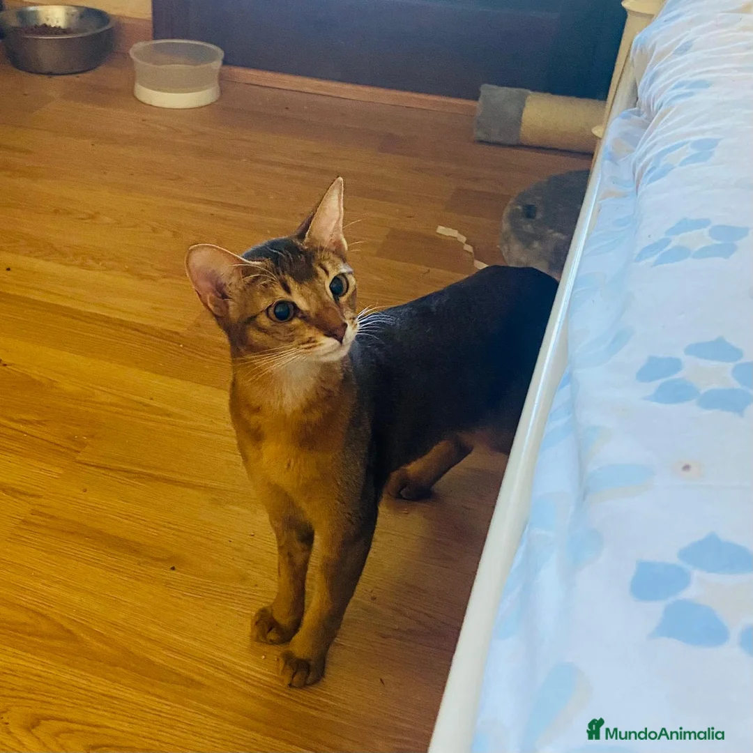 Abisinio gatos en venta:  Abisinio Hembra de Santa 4178 - AQUANATURA en Barcelona - Anuncio 4