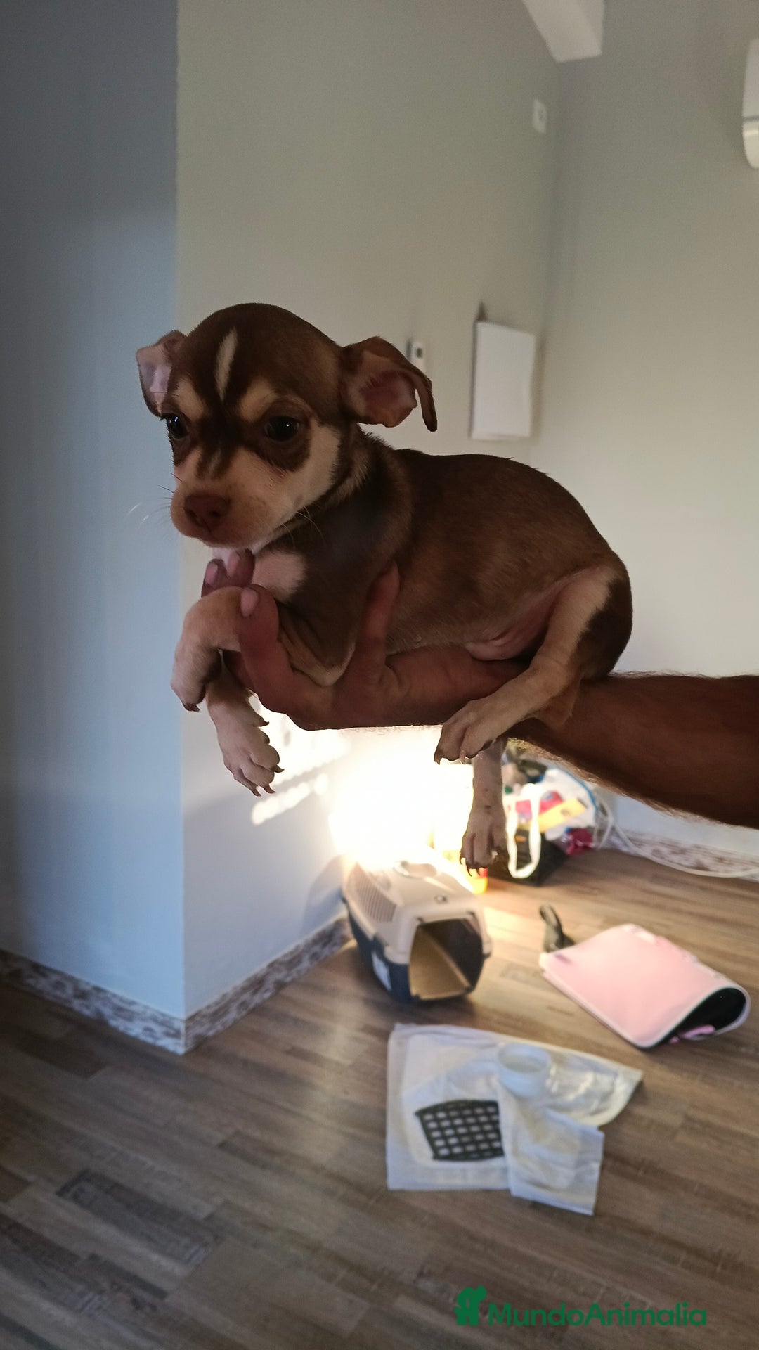 Chihuahua perros en adopcion: Chihuahua estándar  - Imagen 3