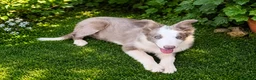 Border Collie perros en venta: BORDER COLLIE HEMBRA LILLAC - Anuncio 2