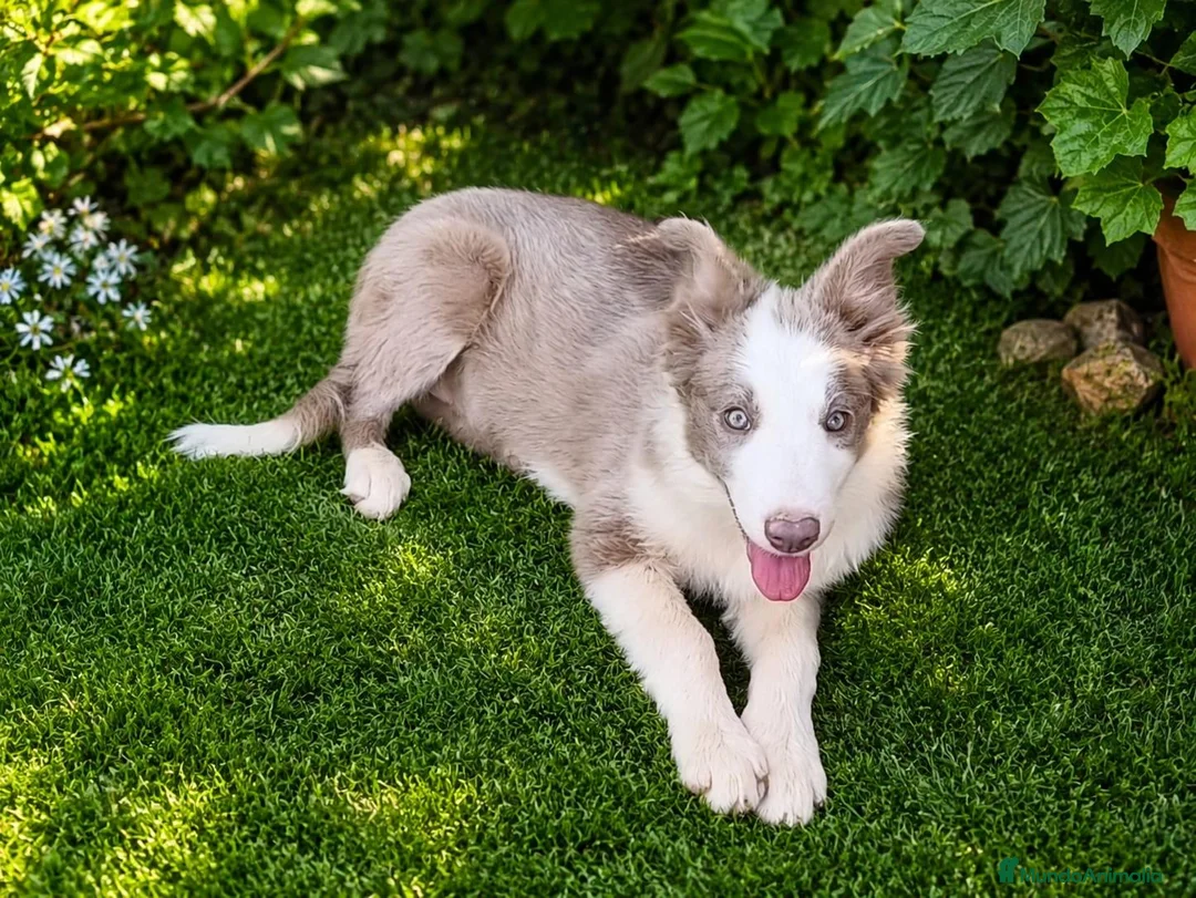 Border Collie perros en venta: BORDER COLLIE HEMBRA LILLAC - Anuncio 2