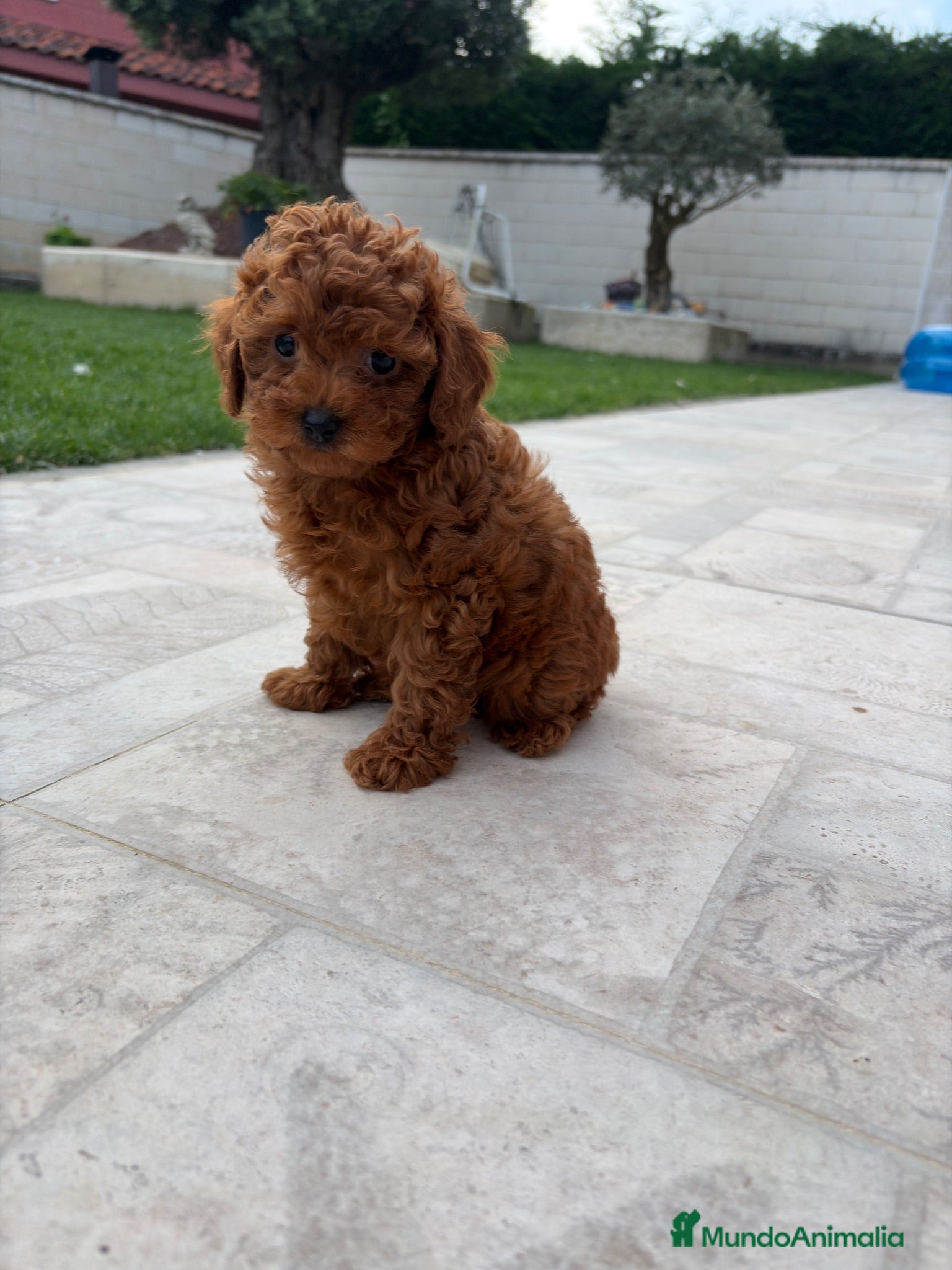 Caniche Toy perros Caniche Toy rojo - Anuncio 2