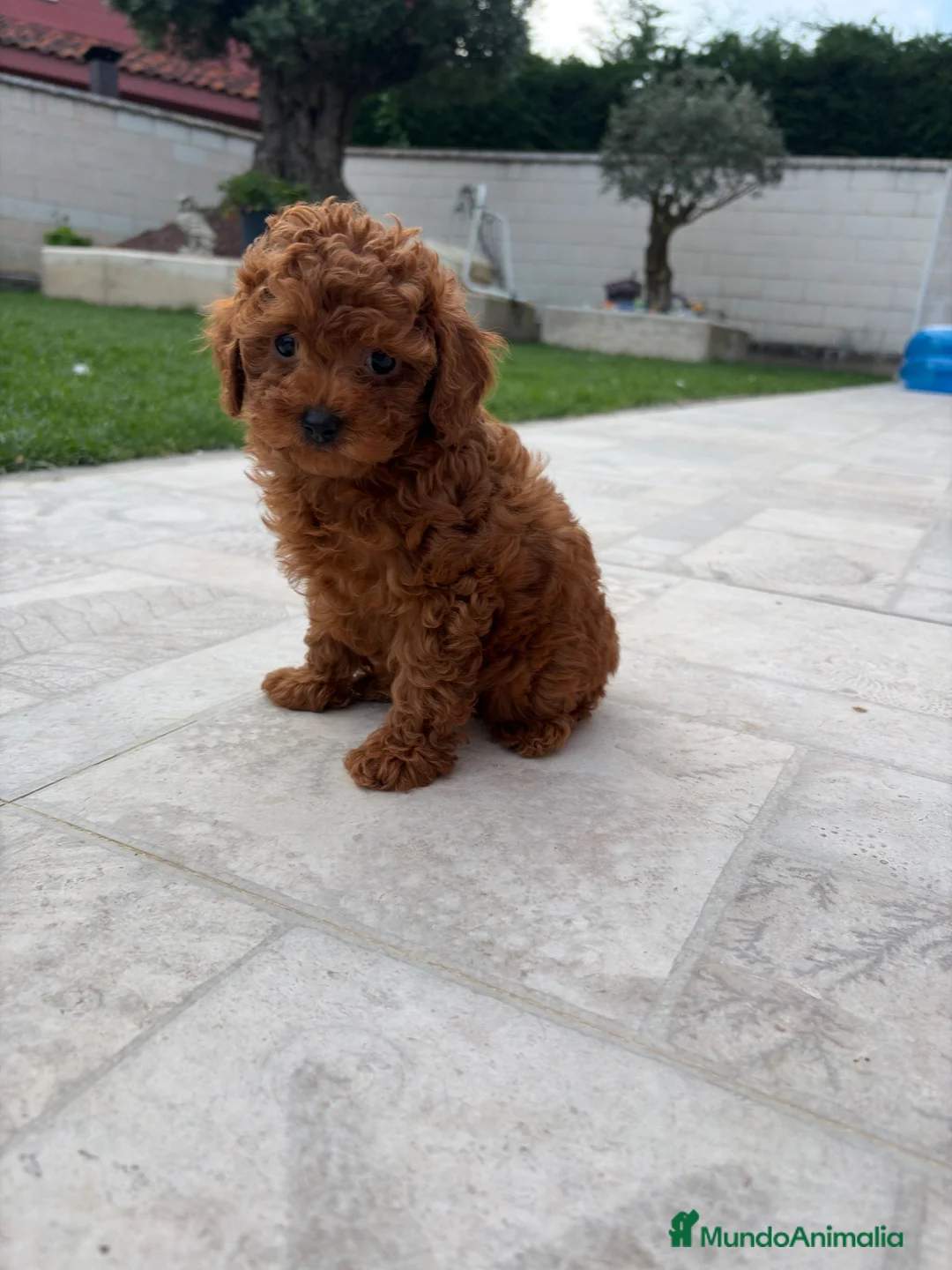 Caniche Toy perros en venta: Caniche Toy rojo - Anuncio 2
