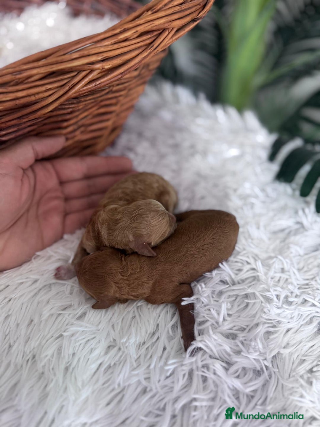 Caniche Toy perros en venta: CANICHE TOY HEMBRA. ENVIOS A TODA ESPAÑA - Imagen 4