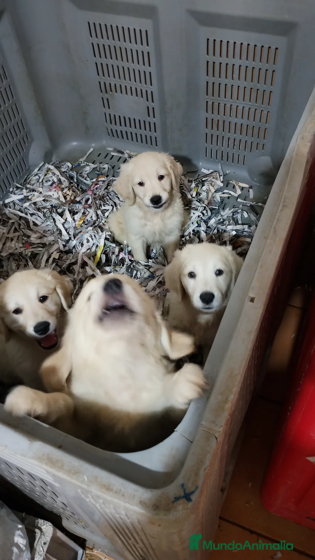 Golden Retriever perros en venta: Golden Retriever  - Anuncio 2