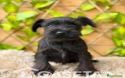 Schnauzer Miniatura perros en venta: Camada de Dasy  - Imagen 2
