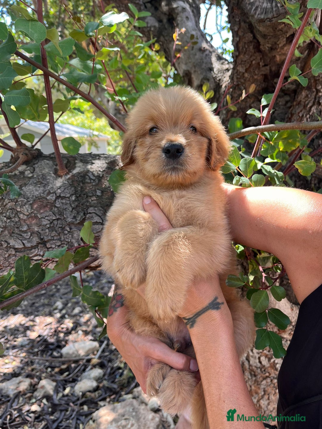 Goldendoodle perros en venta: Goldendoodle  - Imagen 1