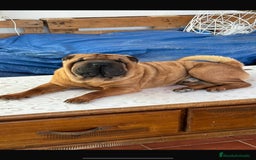Shar Pei perros en adopcion: SHAR PEI JOVEN ADOPCION  - Imagen 1