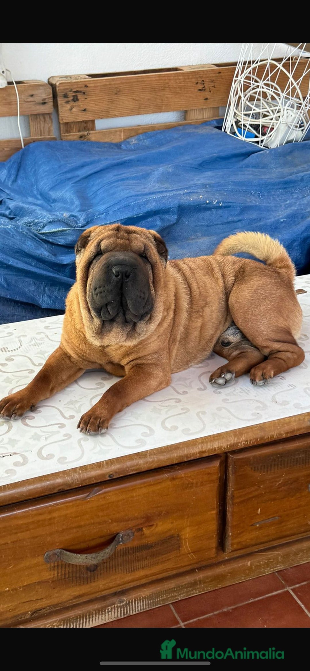 Shar Pei perros en adopcion: SHAR PEI JOVEN ADOPCION  - Imagen 1