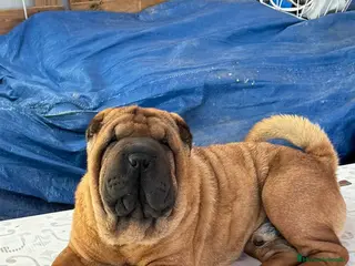 Shar Pei perros SHAR PEI JOVEN ADOPCION - Anuncio 16