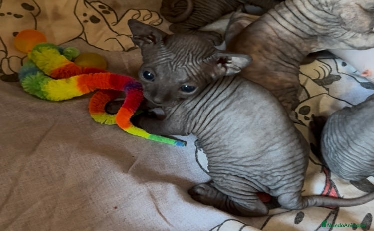 Sphynx gatos - Anuncio 3