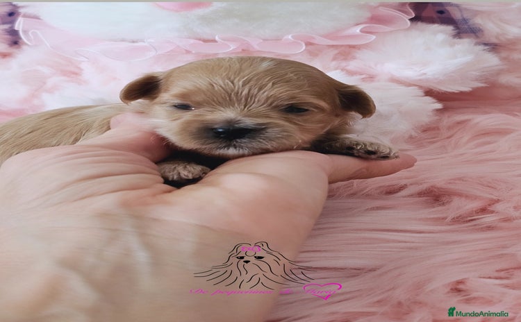 Maltipoo perros - Anuncio 6