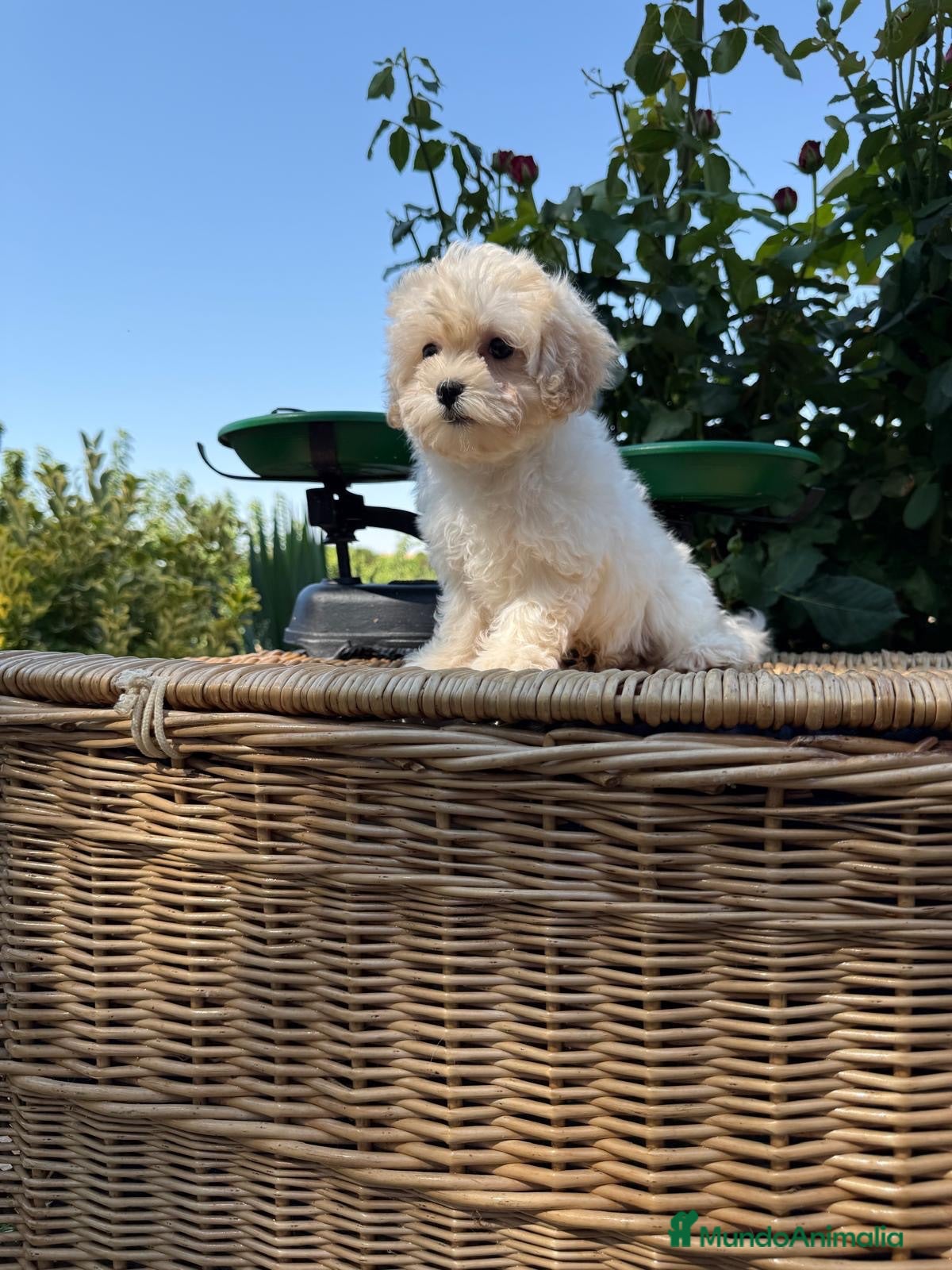Maltipoo perros Maltipoo hembra toy con toda la vacunación .  - Anuncio 1