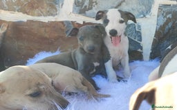 Whippet perros en venta: WHIPPET Blanco y blue  - Imagen 6
