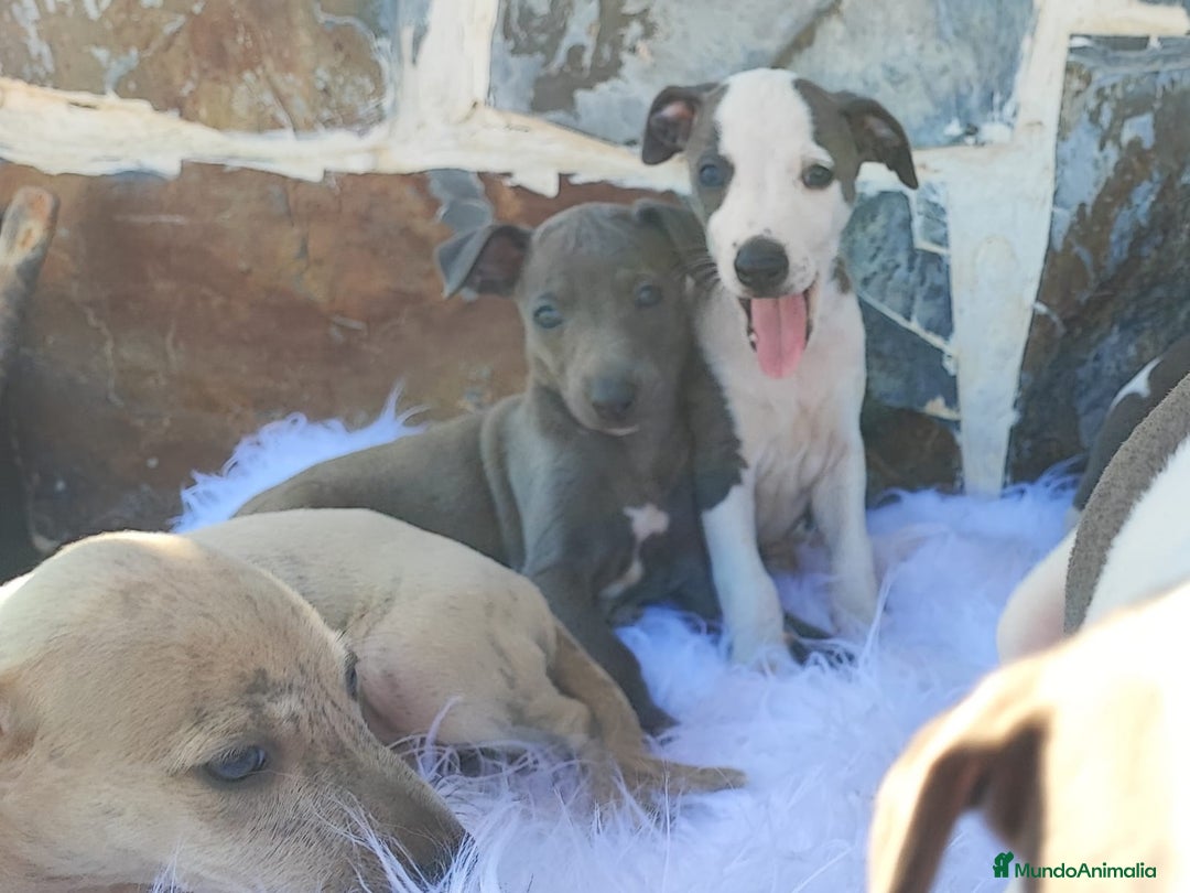 Whippet perros en venta: WHIPPET Blanco y blue  - Imagen 6