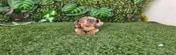 Teckel Miniatura perros en venta: TECKEL MINIATURA ARLEQUIN - Anuncio 2