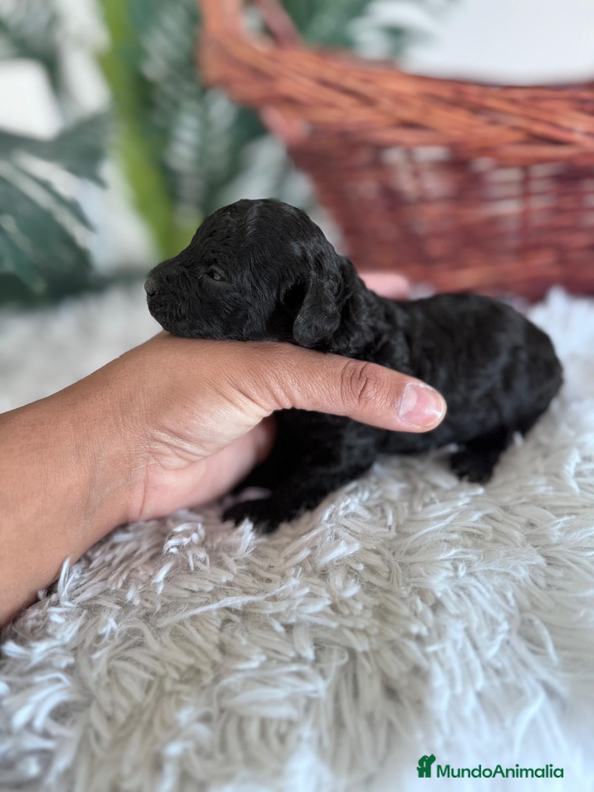 Caniche Toy perros CANICHE TOY HEMBRA - Anuncio 20