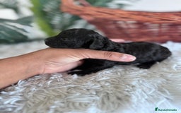 Caniche Toy perros en venta: CANICHE TOY HEMBRA - Imagen 1