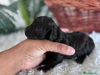 Caniche Toy perros - Anuncio 2