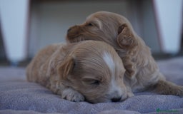 Maltipoo perros en venta: 🐾 Kepi y Harry – Maltipoo color crema ☁️ - Imagen 4