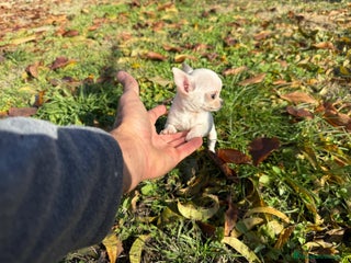 Chihuahua perros Chihuahua micro toy macho - Anuncio 1