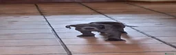 Dogo Alemán perros en venta: Cachorros azules Gran Danés - Anuncio 9