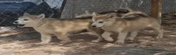 Alaskan Malamute perros en venta: Hembras de Alaskan Malamute  - Anuncio 4