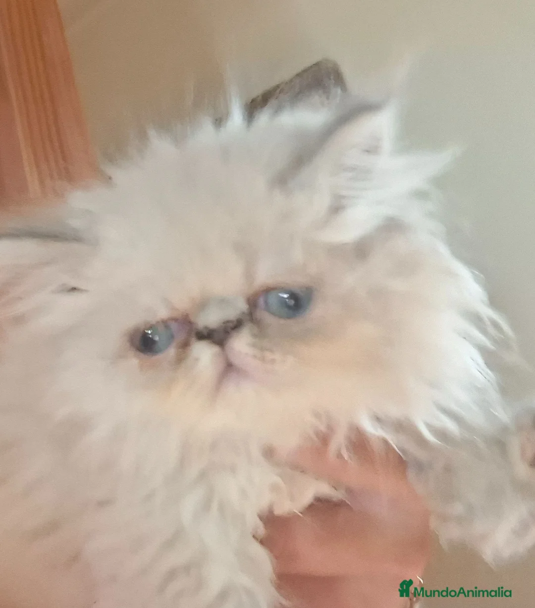 Persa gatos en venta: Persas mallorca - Anuncio 1