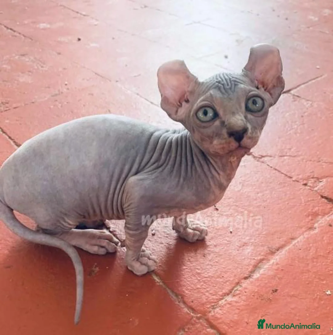 Imagen de galería {{count}}