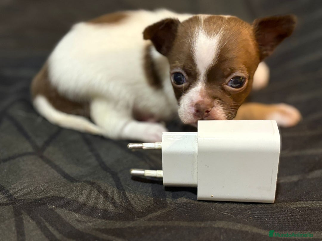 Chihuahua perros en venta: Chihuahua toy linea rusa  - Imagen 5