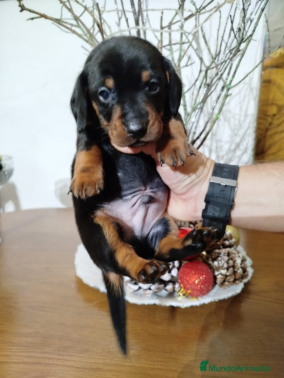 Teckel perros en venta: Teckel Mini - Anuncio 12