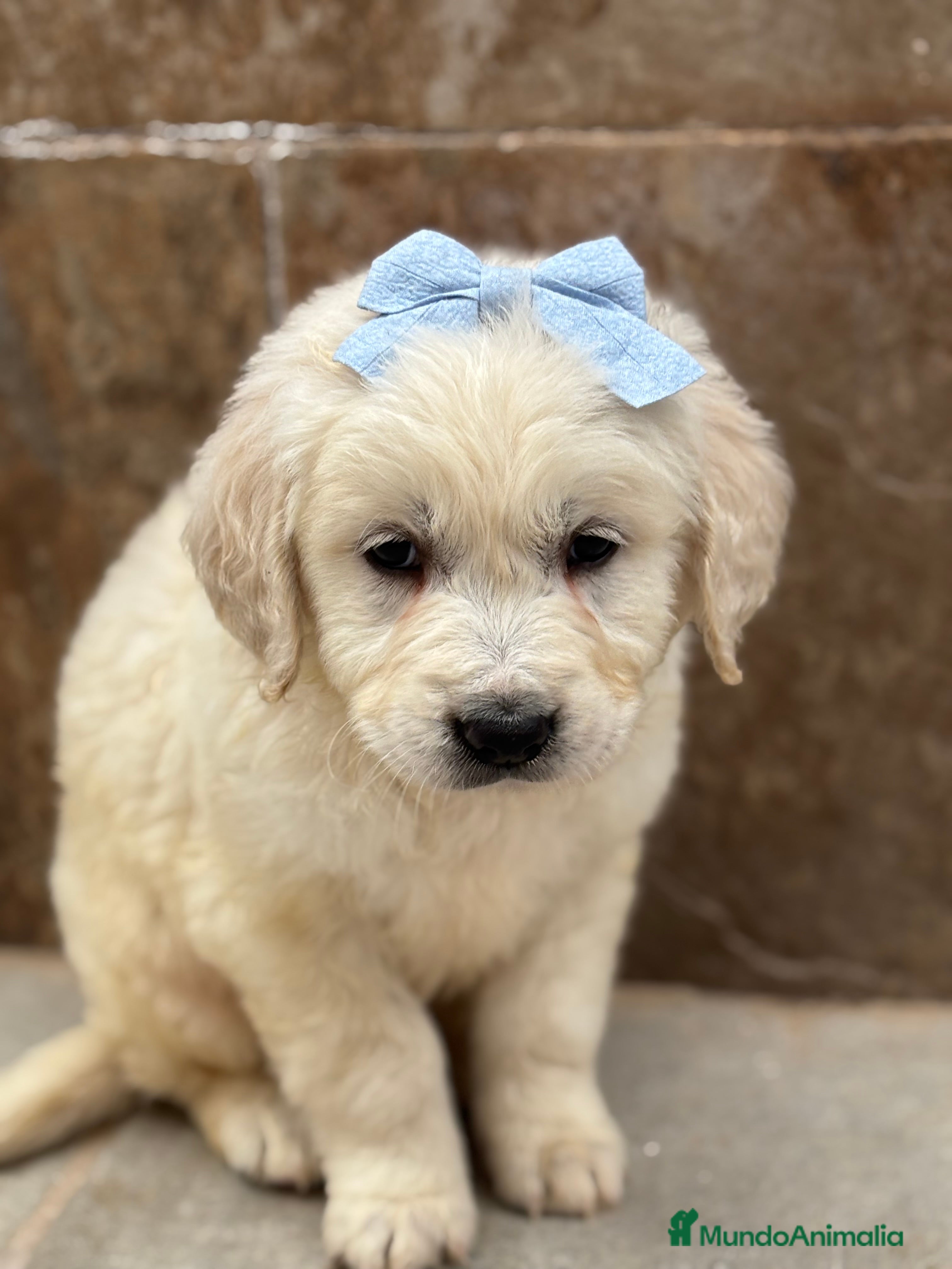 Golden Retriever perros Espectacular y último cachorro disponible  en Sevilla - Anuncio 2