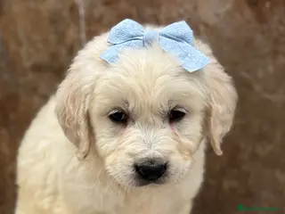 Golden Retriever perros Espectacular y último cachorro disponible en Sevilla - Anuncio 2