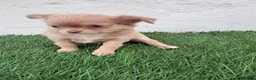 Chihuahua perros en venta: Chihuahua  - Anuncio 15